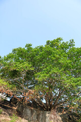Large Ficus tree, likely Banyan, stands on Chitharal paarai, Tamil Nadu, with lush canopy and broad branches set against a clear blue sky