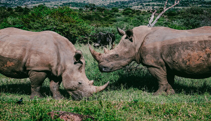 Fototapeta premium Afrique du Sud, Rhinocéros