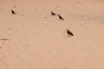 Group of crows, with one crow carrying a stick in its beak, walks on the sandy beach in Tamil Nadu, India, highlighting wildlife behavior in a coastal environment.