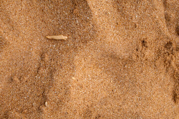Single seashell partially buried in golden sand at a beach in Tamil Nadu, India, capturing serene coastal simplicity and natural beauty on a sunlit day