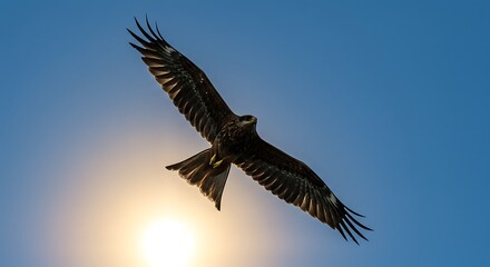 Obraz premium Black kite soaring in sky