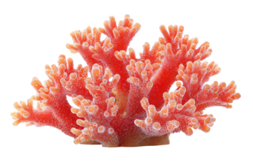 Close-up coral