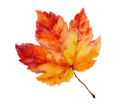 Vibrant autumn maple leaf