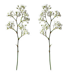 Two sprigs of small, white flowers (1)