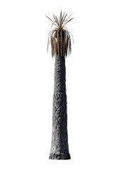 An ancient, gnarled desert palm tree with bronze fronds, tall and slender, isolated on a transparent studio background with dramatic high-key lighting. Concept of resilience