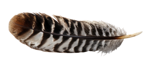 Close-up of a bird feather