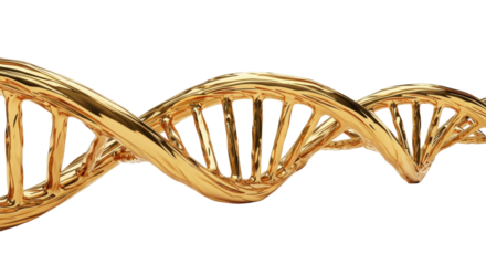 Molten gold DNA double helix, highly polished, reflective, subtly iridescent, dynamically spiraling against transparent studio background with copy space, soft shadows. Concept of infinite