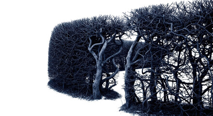 Ancient, untamed indigo hedge with gnarled, thorny branches and thick, dark leaves, isolated on a transparent background with copy space, profound mystery concept