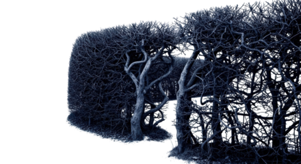 Ancient, untamed indigo hedge with gnarled, thorny branches and thick, dark leaves, isolated on a transparent background with copy space, profound mystery concept