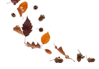 Dark orange and deep brown autumn leaves and weathered acorns gently swirling and descending in mid-air against a transparent studio background with copy space, serene autumn concept
