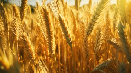golden wheat field, golden wheat stalks, warm sunset lighting, golden hour photography, detailed landscape, nature photography, lush farmland, serene countryside scene, cinematic mood

