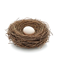 Egg in Bird Nest Resting Isolated on White Background