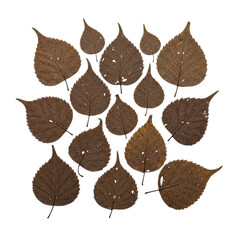 Dessicated, sepia-brown, brittle aged leaves with intricate venation, meticulously arranged flat lay on a transparent background, soft studio lighting, macro details. Concept of archival botanical