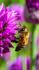 Honeybee Purple Thistle Flower Close
