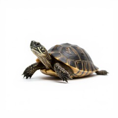 Obraz premium Adorable Shelled Animal with Distinct Stripes on White Background