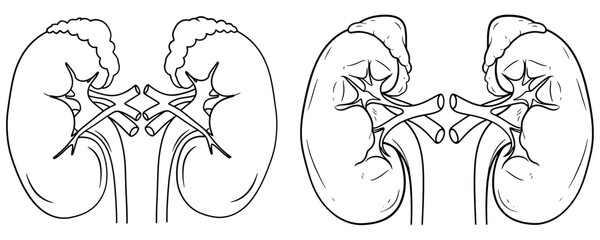 Illustration of a pair of human kidneys, , showcasing the organs structure and function