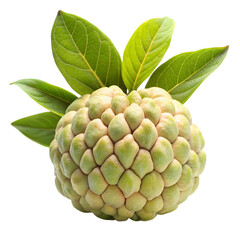 Fototapeta premium Custard apple isolated on transparent background