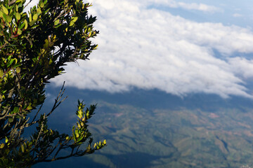 close-up of green foliage in the foreground, with a Stunning view of clouds and distant mountains in the background. The scene captures a sense of height and perspective.