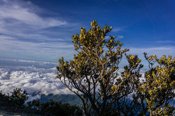 Tree with golden leaves stands against a backdrop of a blue sky and a sea of clouds. The scene evokes a sense of being high above the world.