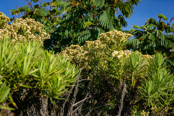 vibrant close-up of a cluster of Edelweiss flowers against a bright blue sky with scattered clouds. The image highlights the delicate details of the blossoms.
