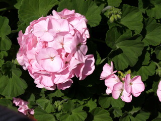 geranium,ゼラニウム