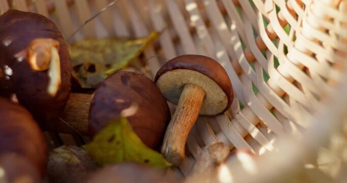 A close-up of a boletus mushroom in a basket. Mushroom picking in the forest in autumn. Slow-motion video in 4K quality.