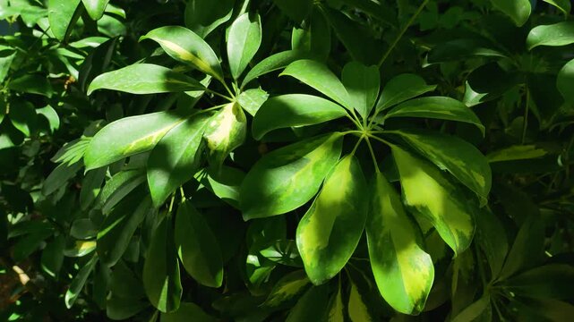 Large green palmate leaves of a sheflera plant in the park. Decorative tropical plant in the open air.