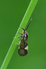 Closeup on a Sulphur tubic micro moth, Esperia sulphurella on a green straw of grass