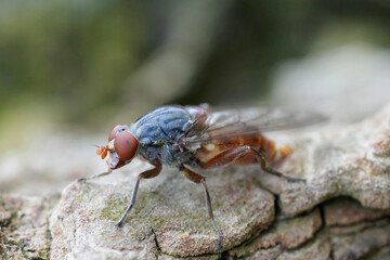Closeup on a red colored European hoverfly, Brachyopa bicolor sitting on wood