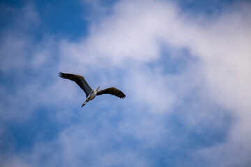 Graceful water birds soar across the vast, clear blue sky, their wings catching the light as they navigate the open expanse, a beautiful airborne spectacle.