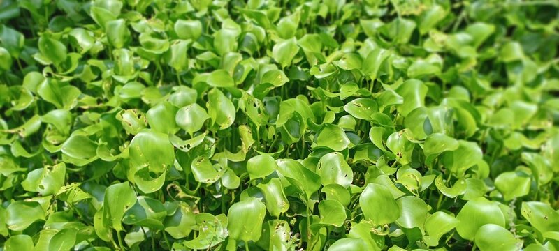 The glossy green, oval-shaped leaves of water hyacinth have air-filled, swollen stems, helping the plant float on the surface of still water.