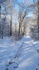 Fototapeta premium Verschneiter Waldweg an einem sonnigen Wintertag: Frische Fußspuren ziehen sich durch tiefen Schnee, umgeben von kahlen Bäumen, deren Äste von glitzerndem Reif bedeckt sind.