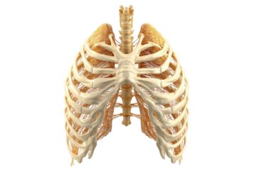 3D render of the human rib cage and lungs