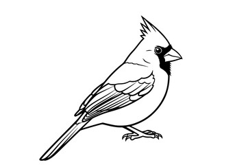 Vector art of detailed line art of a cardinal bird perched on branch
