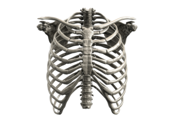 Detailed 3D anatomical model of a human rib cage