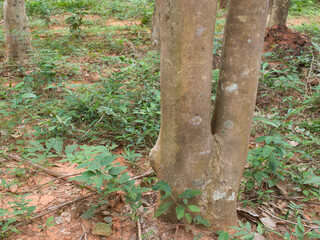 Agarwood trees in a plantation for perfume extraction