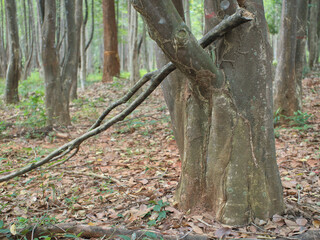 Agarwood trees in a plantation for perfume extraction