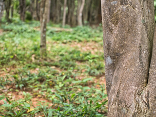 Agarwood trees in a plantation for perfume extraction