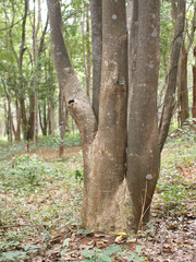 Agarwood trees in a plantation for perfume extraction