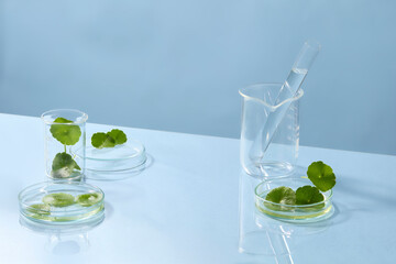 Creative arrangement with petri dishes and Centella leaves on a clear surface, symbolizing ingredient testing and beauty product innovation. Blank space for display product with centella