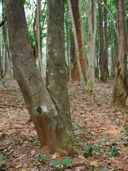 Agarwood trees in a plantation for perfume extraction