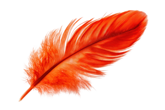 Vibrant orange-red feather