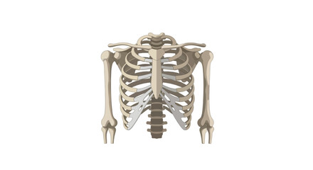 Anatomical illustration of the human rib cage and upper torso skeleton, showcasing the sternum, ribs, and clavicles.