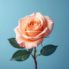Single peach rose with dark green leaves against a light blue background; stem visible