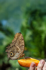 Closeup of an owl butterfly feeding on a slice of orange held by a hand, with a green blurred background 