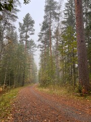 Obraz premium Foggy autumn forest path in Finland. autumn, fall, autumn forest, fog, mist, misty, foggy, Finland, Scandinavian, Nordic, landscape, nature, outdoor, path, trail, 