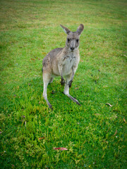 Kangaroo standing on grass field / 草原に立つカンガルー