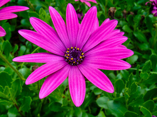 Obraz premium Purple daisy-like flower blooming / 紫色のデイジーのような花