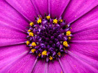Macro of purple flower center / 紫色の花の中心部マクロ
