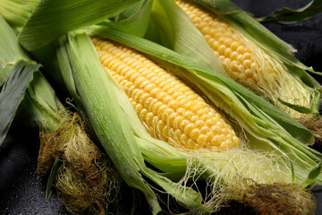 トウモロコシ（コーン・トウキビ）の素材イメージ写真